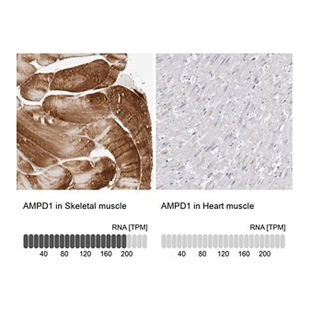 Merck Anti-AMPD1 antibody produced in rabbit