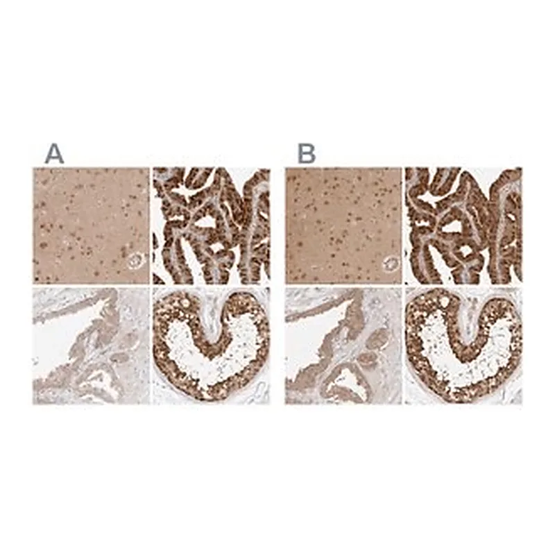 Merck Anti-NUDC antibody produced in rabbit