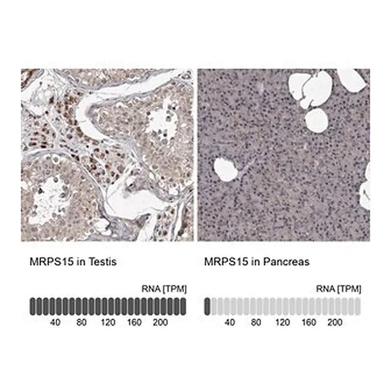 Merck Anti-MRPS15 antibody produced in rabbit