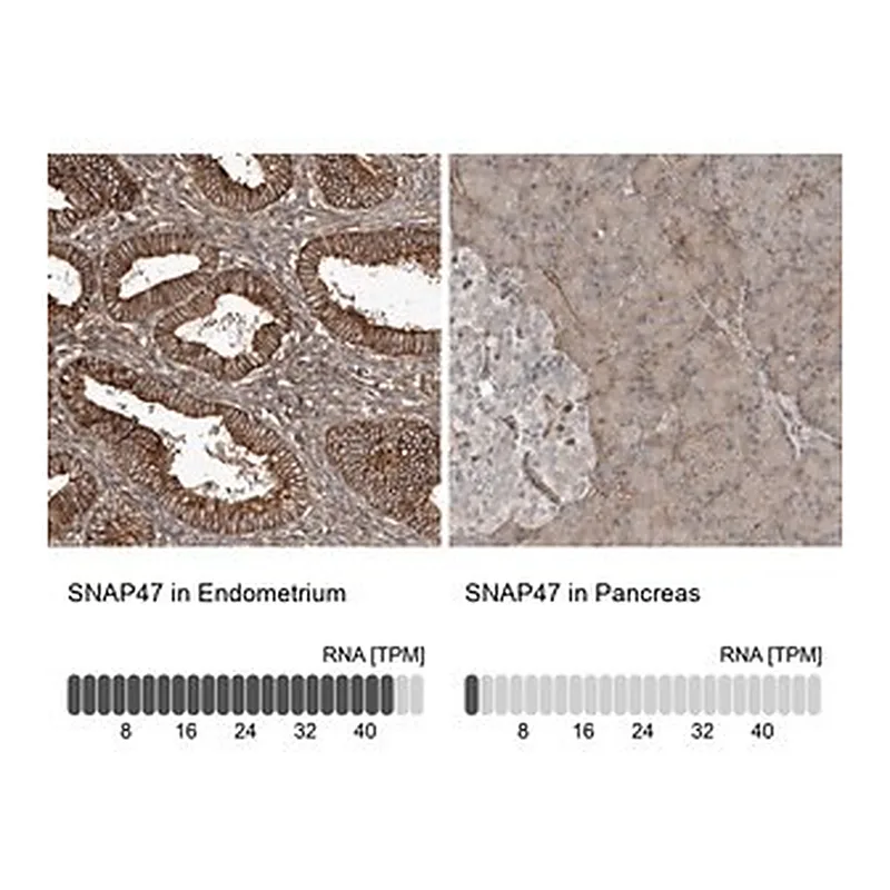 Merck Anti-SNAP47 antibody produced in rabbit