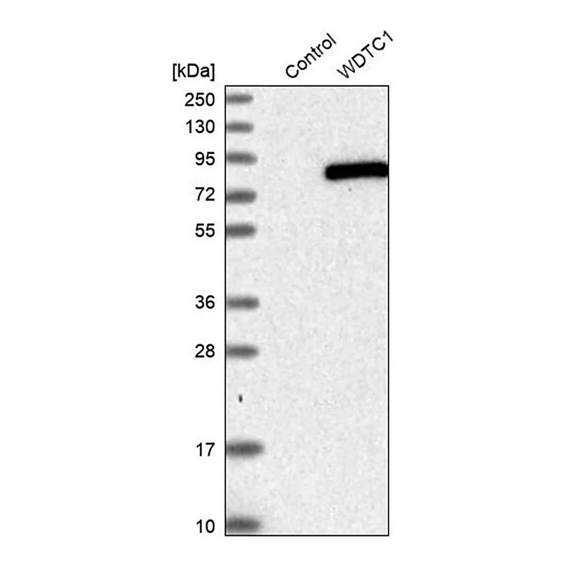 Merck Anti-WDTC1 antibody produced in rabbit