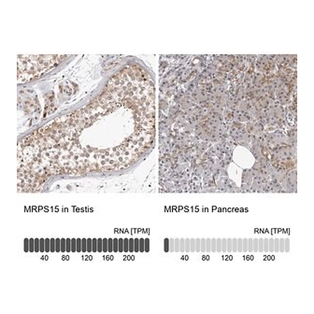 Merck Anti-MRPS15 antibody produced in rabbit