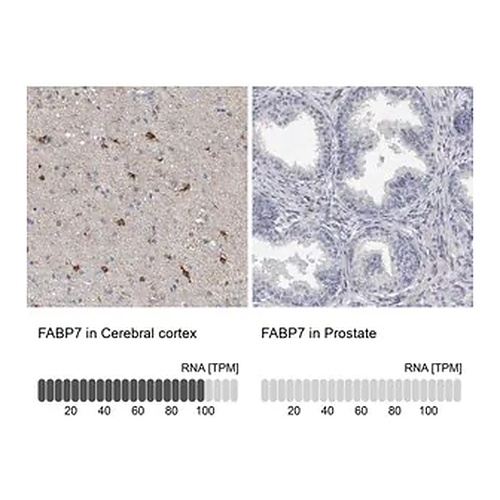 Merck Anti-FABP7 antibody produced in rabbit