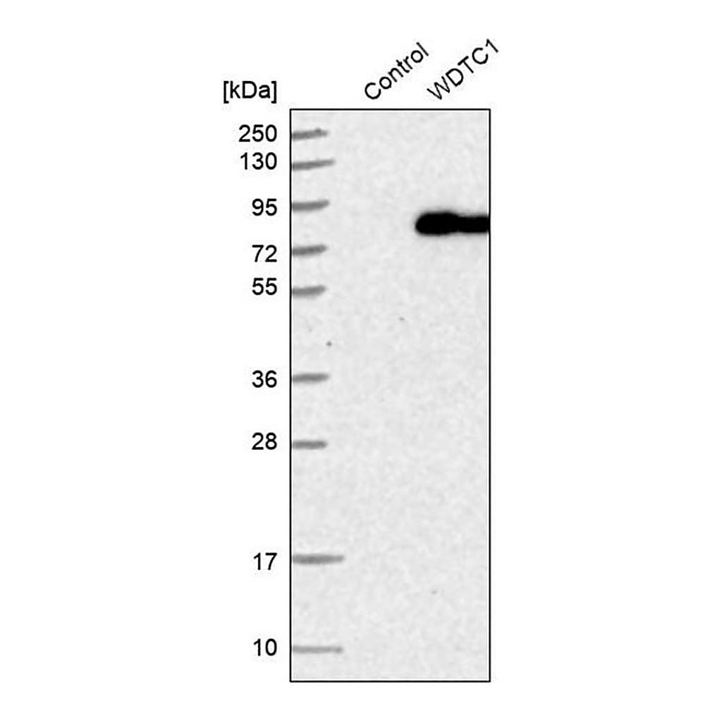 Merck Anti-WDTC1 antibody produced in rabbit