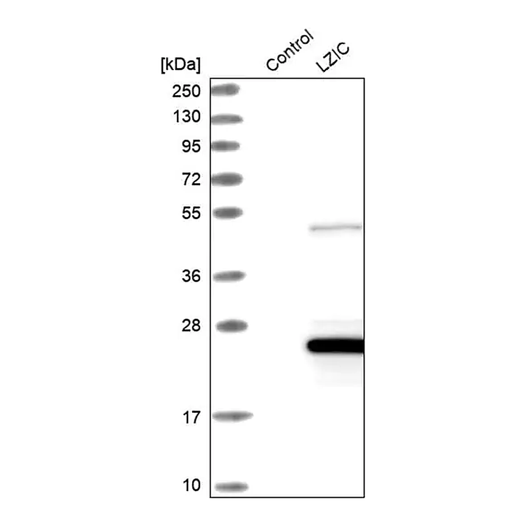 Merck Anti-LZIC antibody produced in rabbit