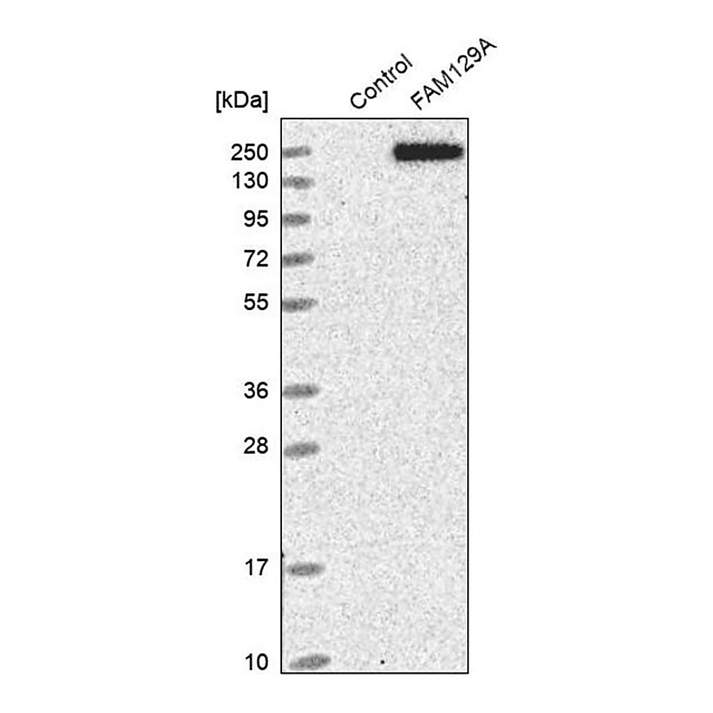 Merck Anti-FAM129A antibody produced in rabbit