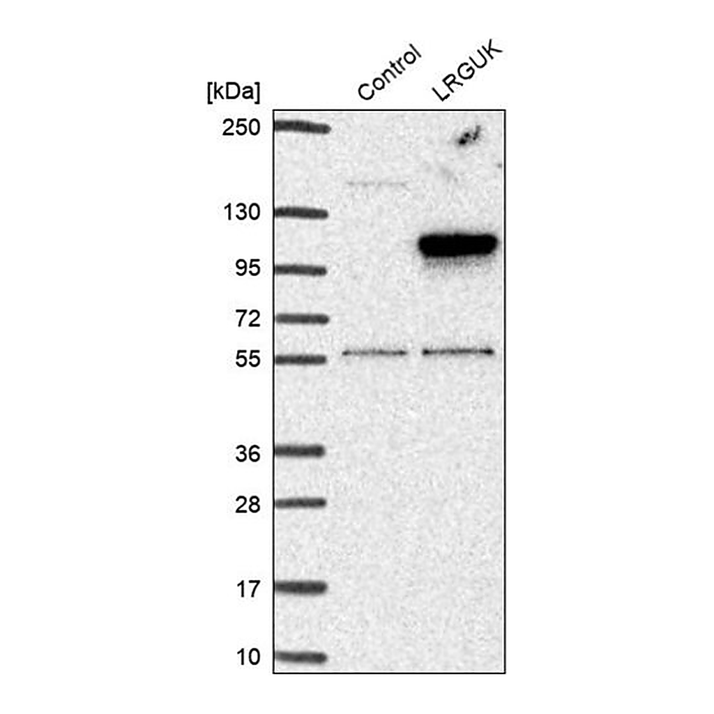 Merck Anti-LRGUK antibody produced in rabbit
