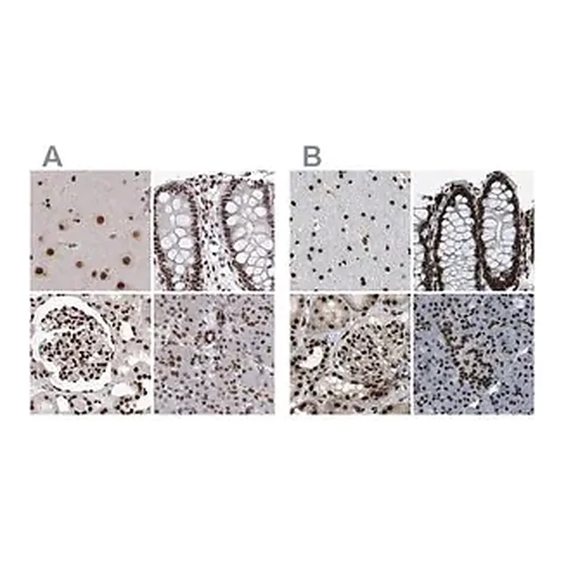 Merck Anti-NUMA1 antibody produced in rabbit
