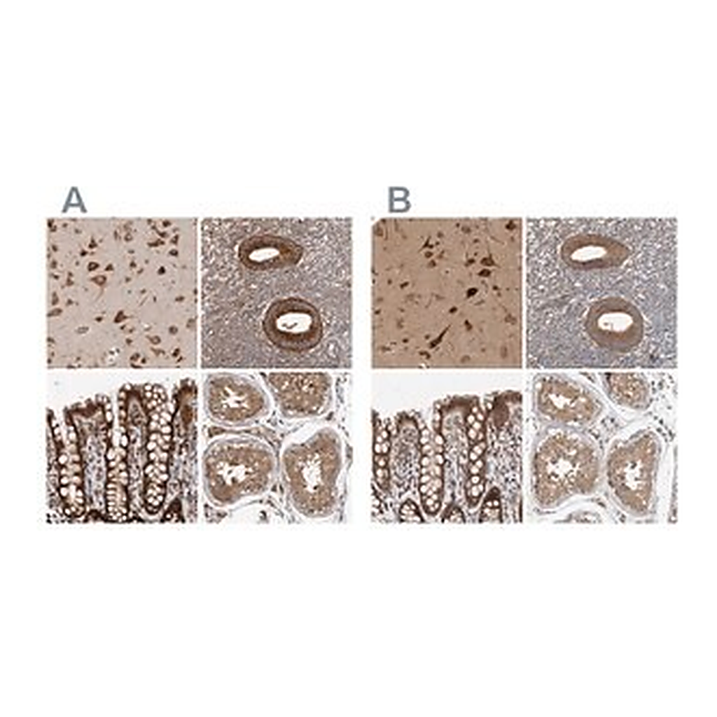 Merck Anti-EIF3I antibody produced in rabbit