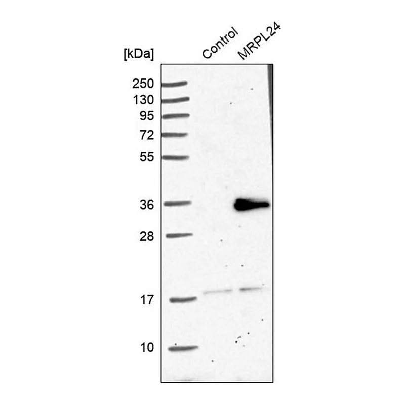Merck Anti-MRPL24 antibody produced in rabbit