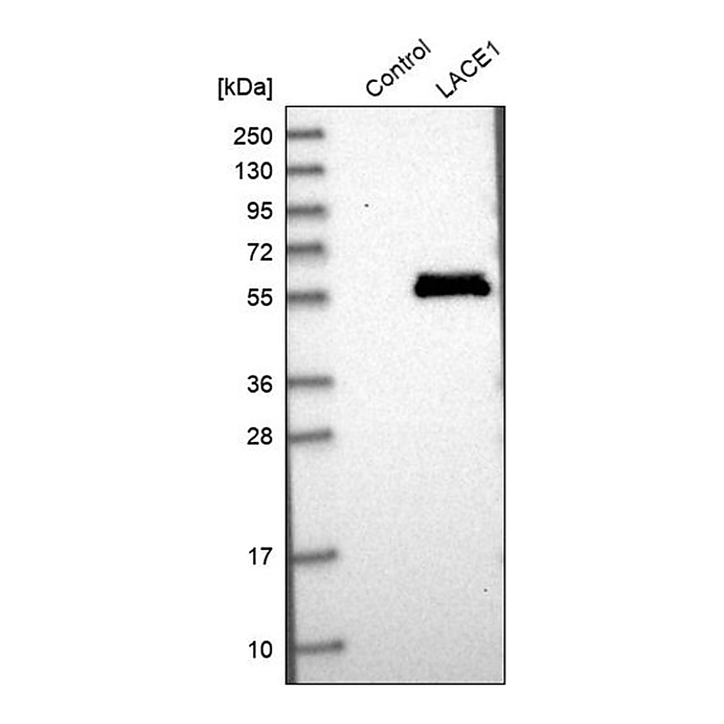 Merck Anti-LACE1 antibody produced in rabbit