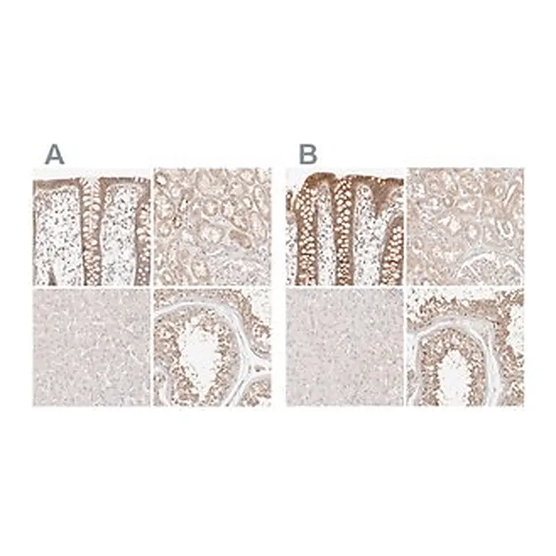Merck Anti-KCMF1 antibody produced in rabbit