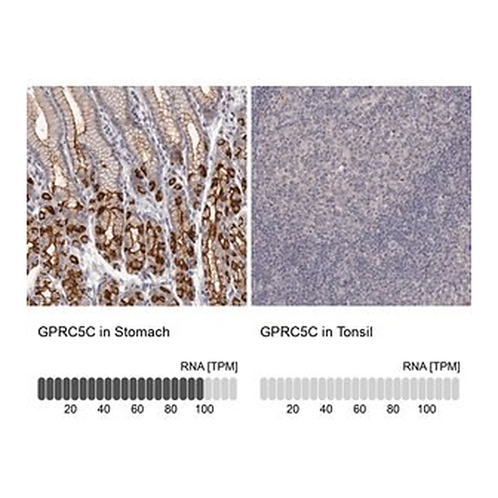 Merck Anti-GPRC5C antibody produced in rabbit