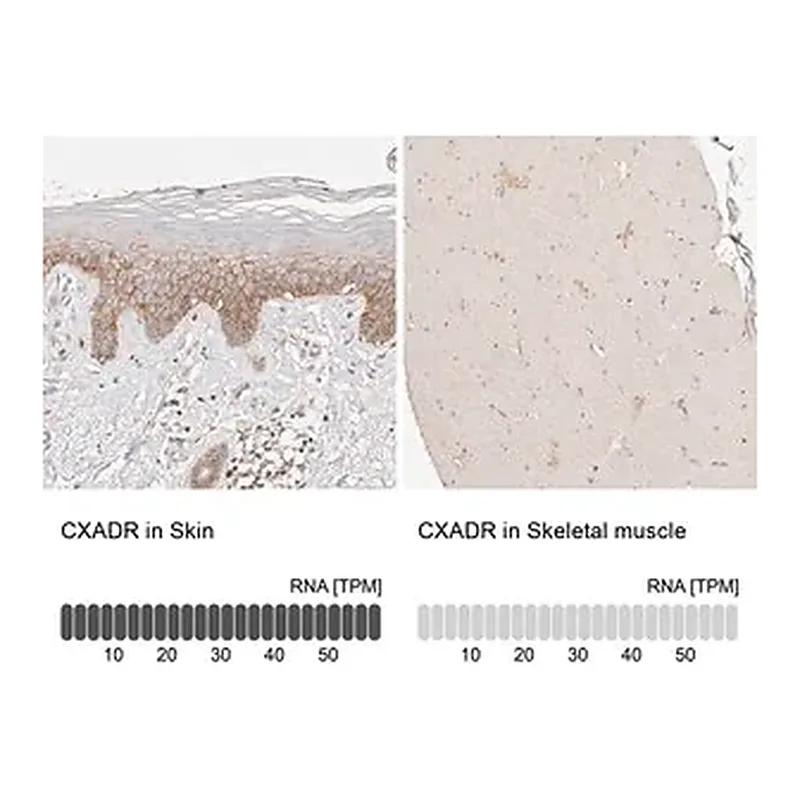 Merck Anti-CXADR antibody produced in rabbit