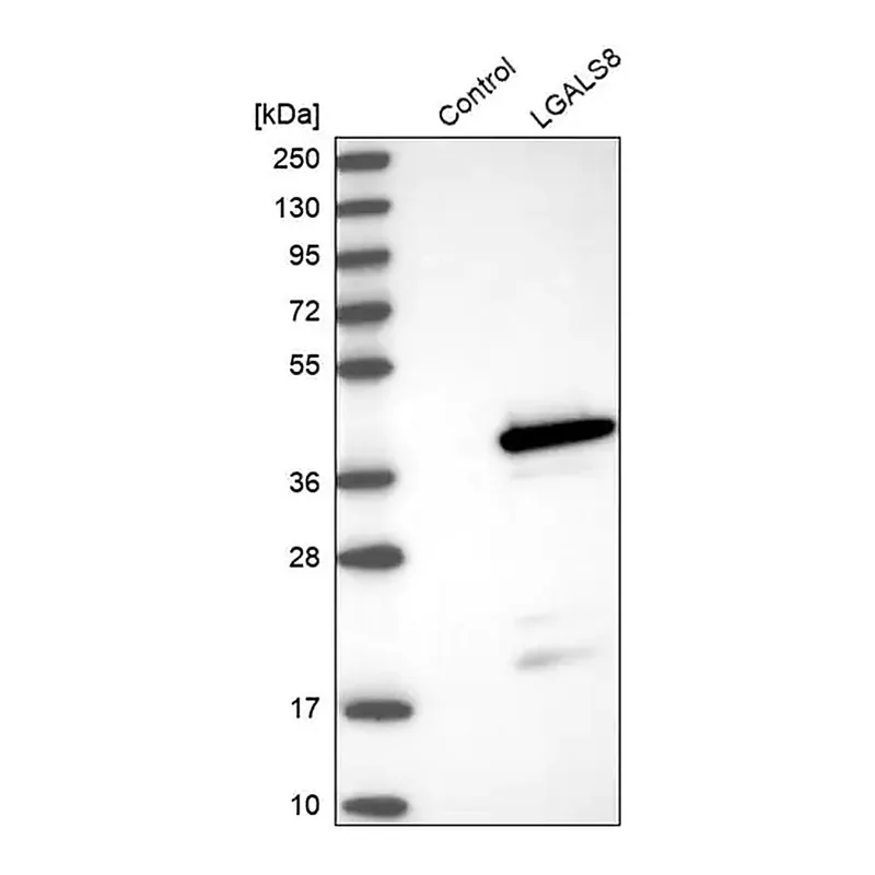 Merck Anti-LGALS8 antibody produced in rabbit