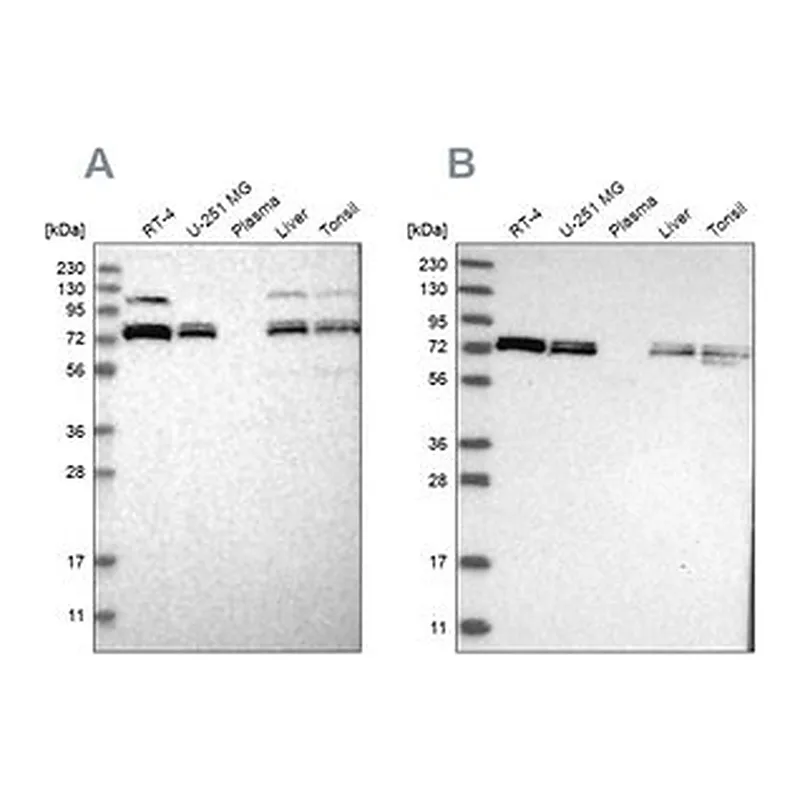 Merck Anti-XPNPEP1 antibody produced in rabbit