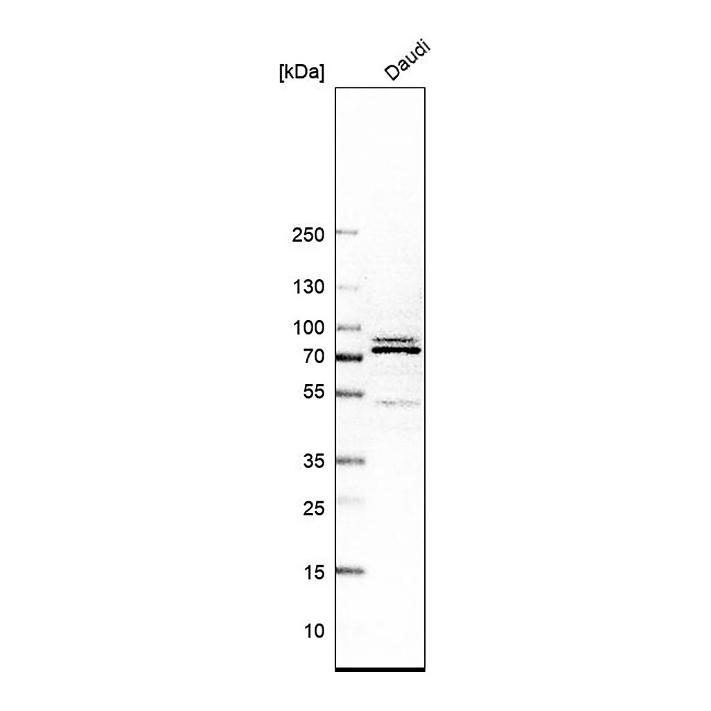 Merck Anti-XPNPEP1 antibody produced in rabbit