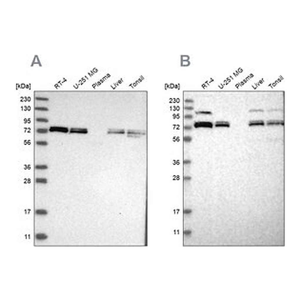 Merck Anti-XPNPEP1 antibody produced in rabbit
