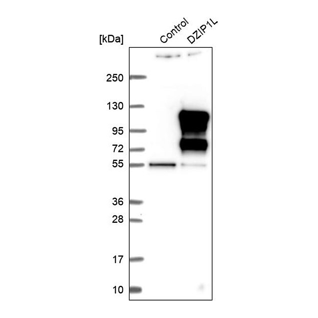 Merck Anti-DZIP1L antibody produced in rabbit