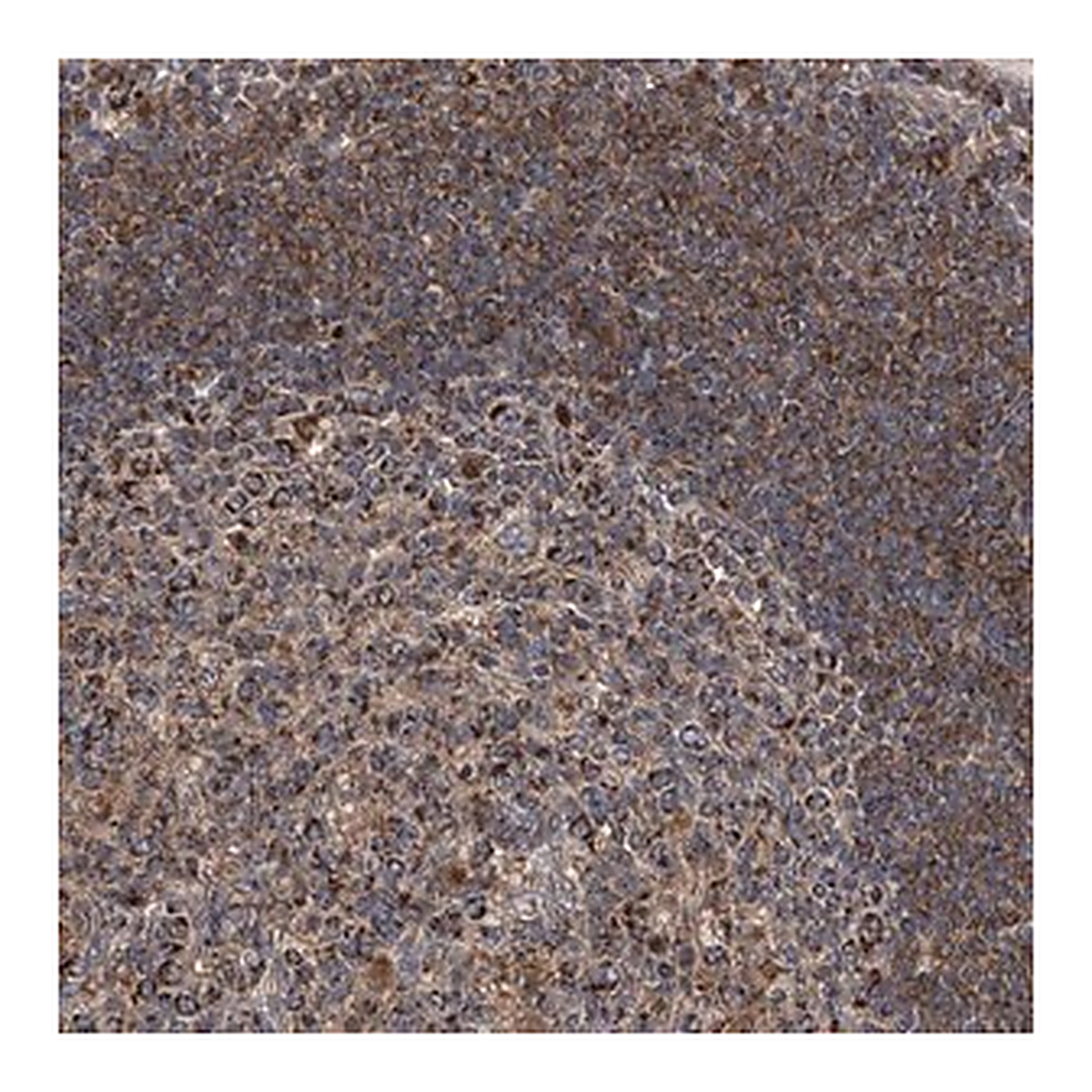 Merck Anti-TNFRSF13B antibody produced in rabbit