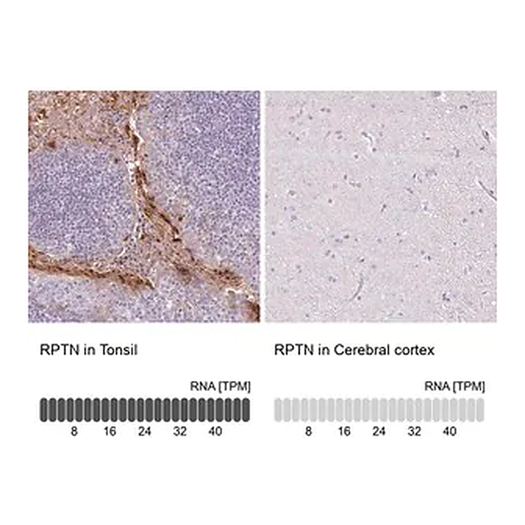 Merck Anti-RPTN antibody produced in rabbit