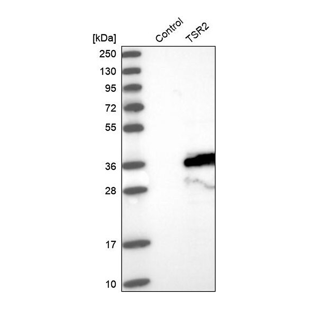 Merck Anti-TSR2 antibody produced in rabbit
