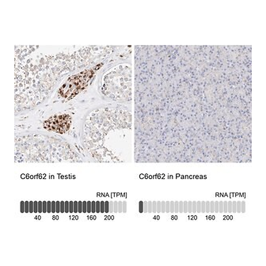 Merck Anti-C6orf62 antibody produced in rabbit