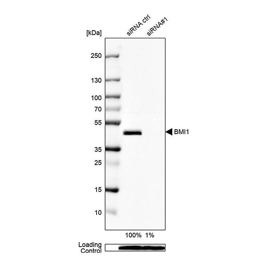 Merck Anti-BMI1 antibody produced in rabbit