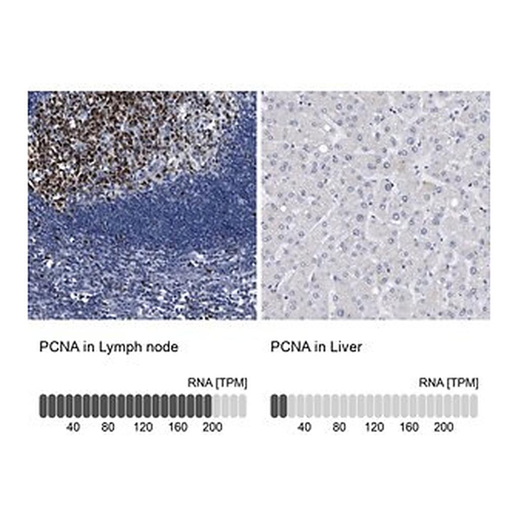Merck Anti-PCNA antibody produced in rabbit