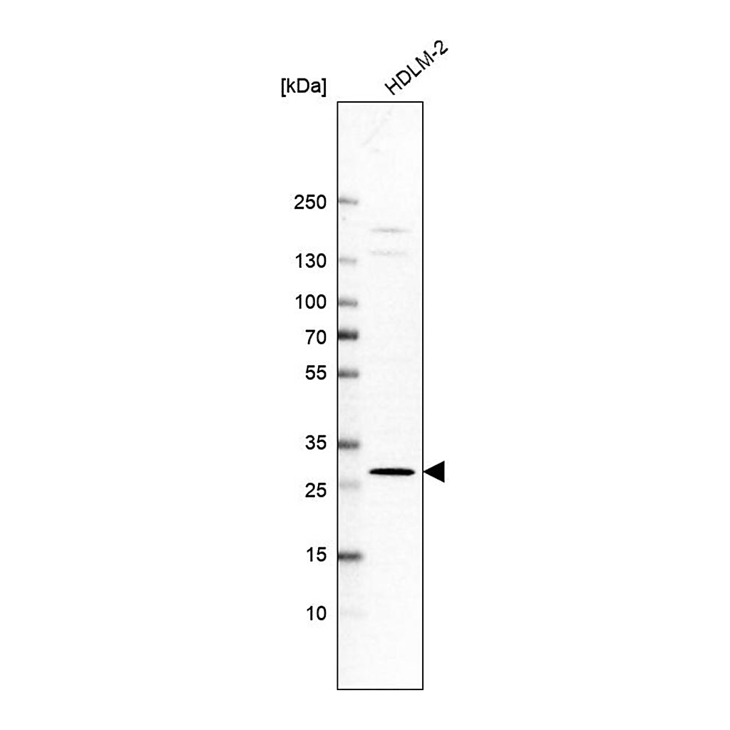 Merck Anti-C6orf62 antibody produced in rabbit