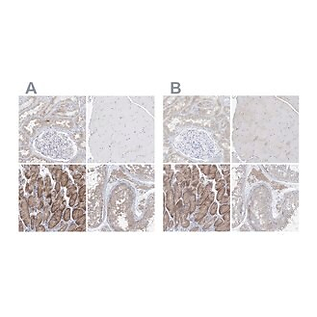 Merck Anti-UFL1 antibody produced in rabbit