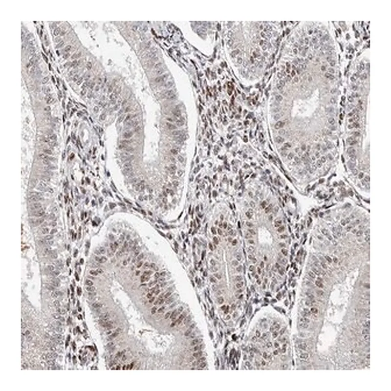 Merck Anti-KLF7 antibody produced in rabbit