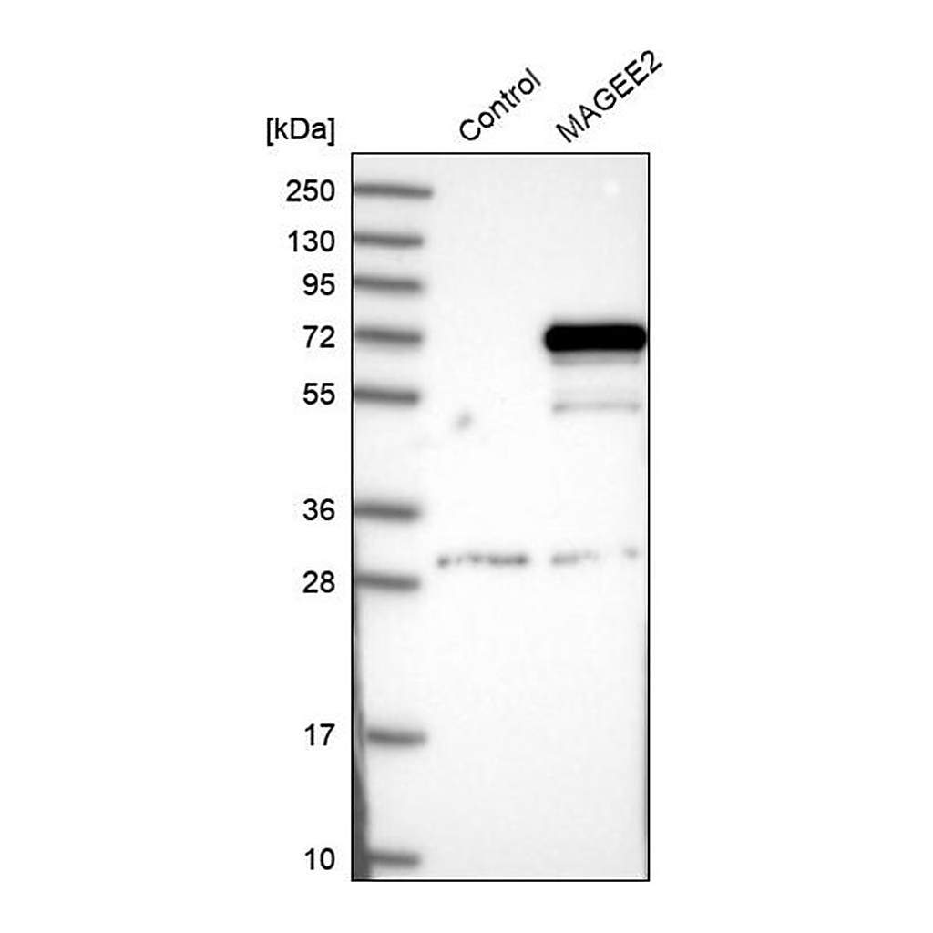 Merck Anti-MAGEE2 antibody produced in rabbit