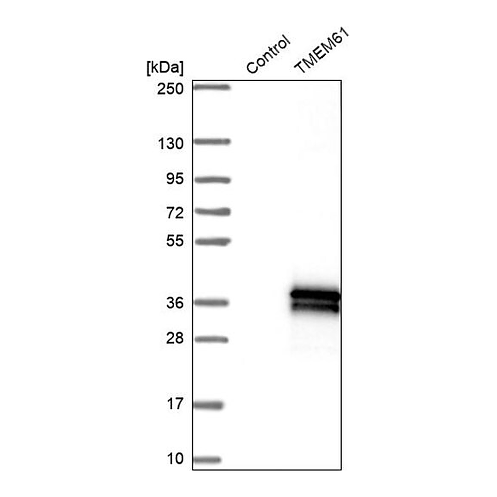 Merck Anti-TMEM61 antibody produced in rabbit