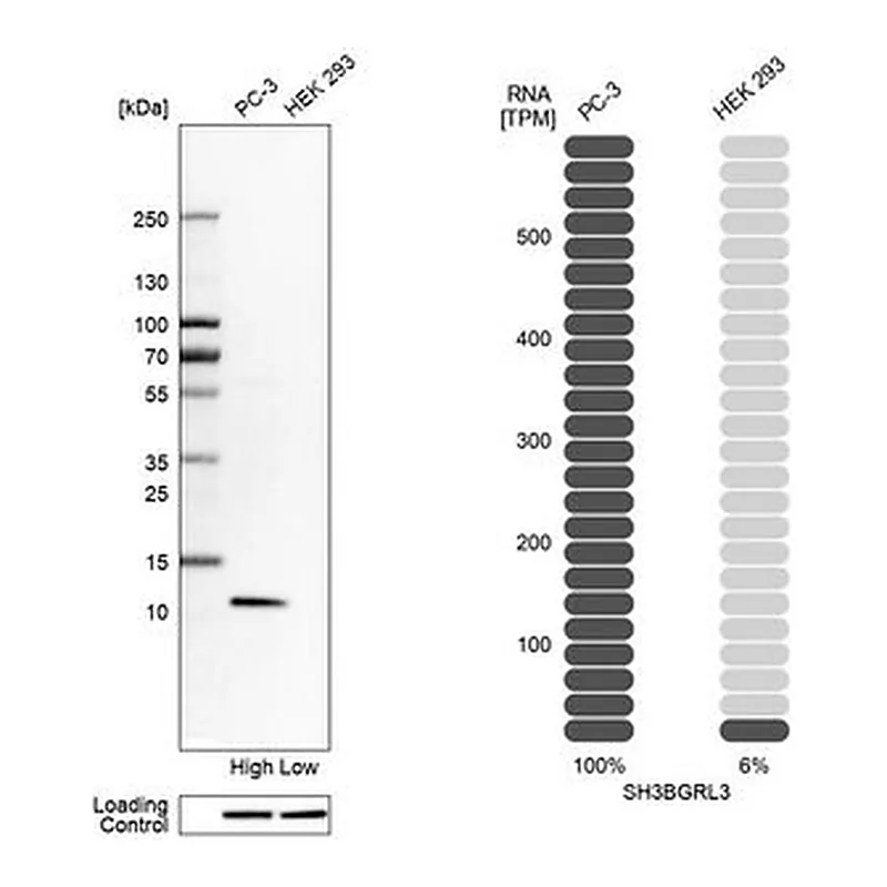 Merck Anti-SH3BGRL3 antibody produced in rabbit