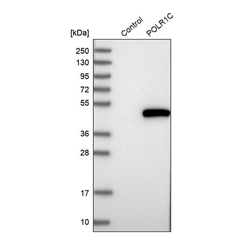 Merck Anti-POLR1C antibody produced in rabbit