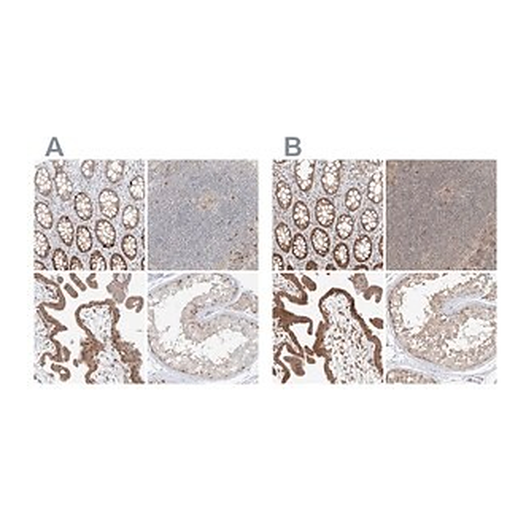 Merck Anti-BYSL antibody produced in rabbit