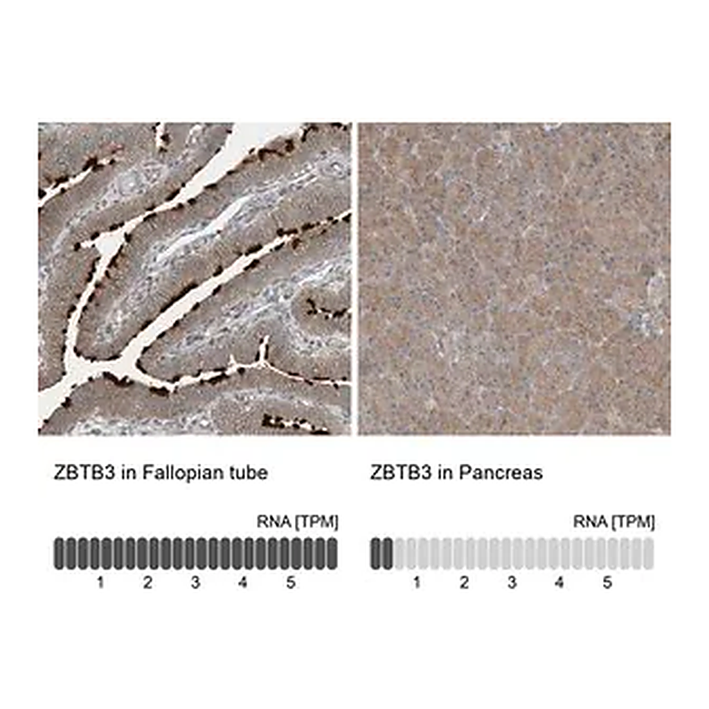 Merck Anti-ZBTB3 antibody produced in rabbit