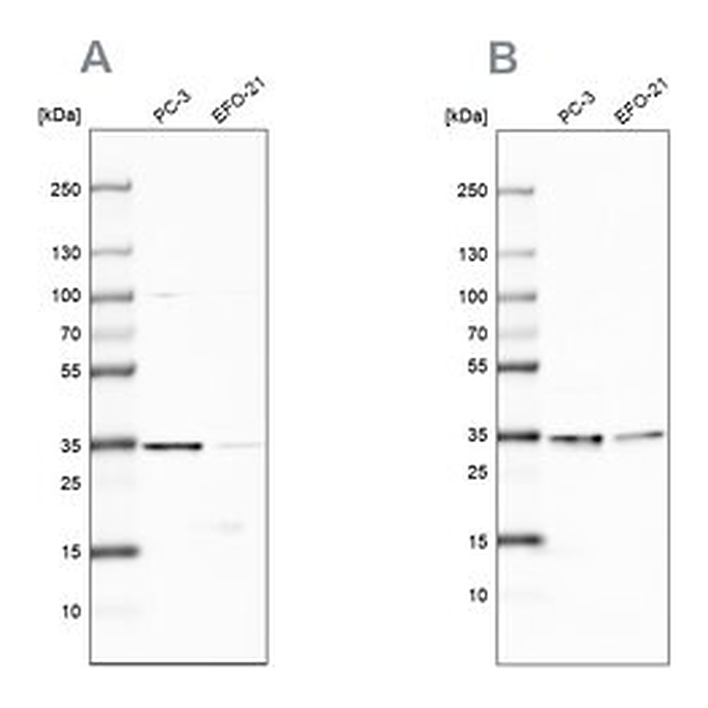 Merck Anti-DNAJC9 antibody produced in rabbit
