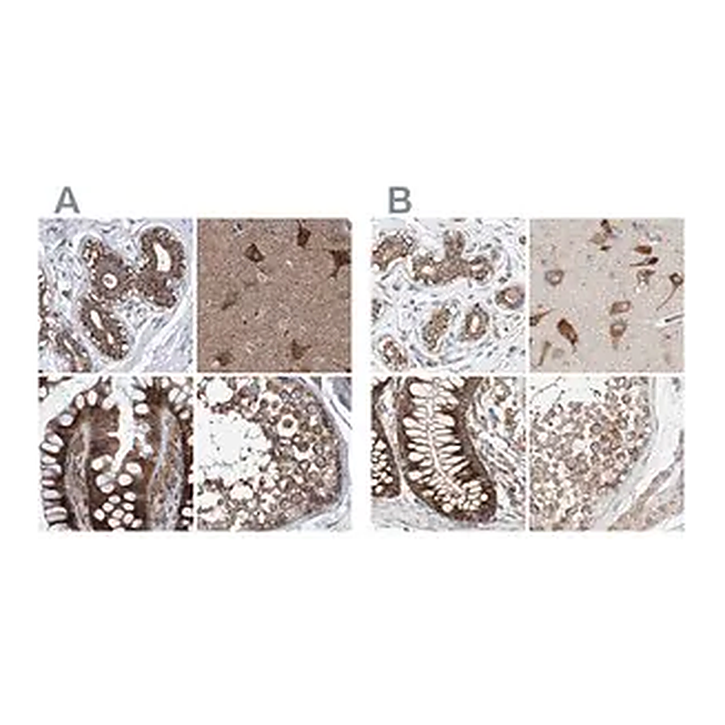 Merck Anti-ZC3H15 antibody produced in rabbit