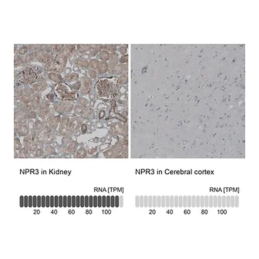 Merck Anti-NPR3 antibody produced in rabbit