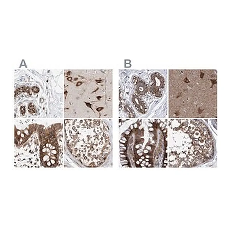 Merck Anti-ZC3H15 antibody produced in rabbit