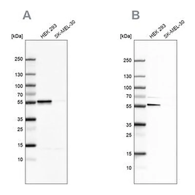 Merck Anti-FKBP5 antibody produced in rabbit