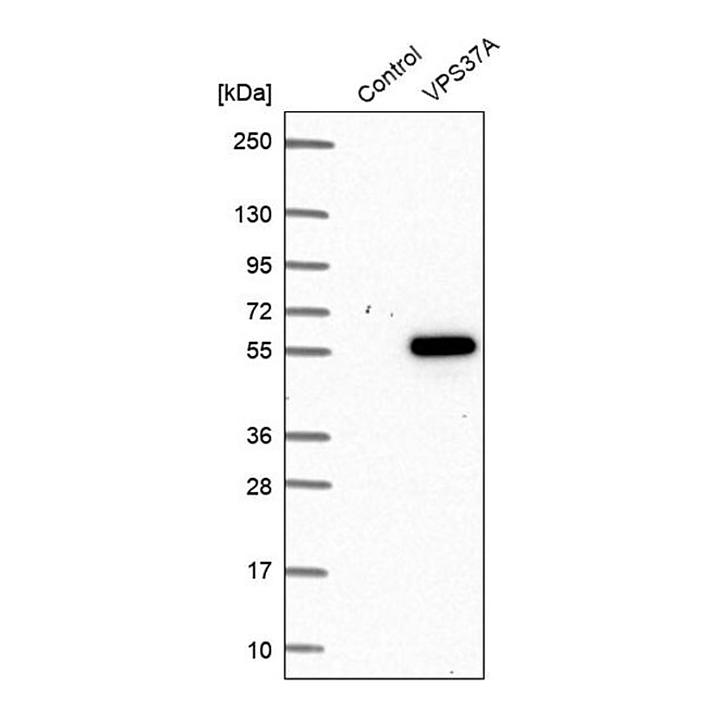 Merck Anti-VPS37A antibody produced in rabbit
