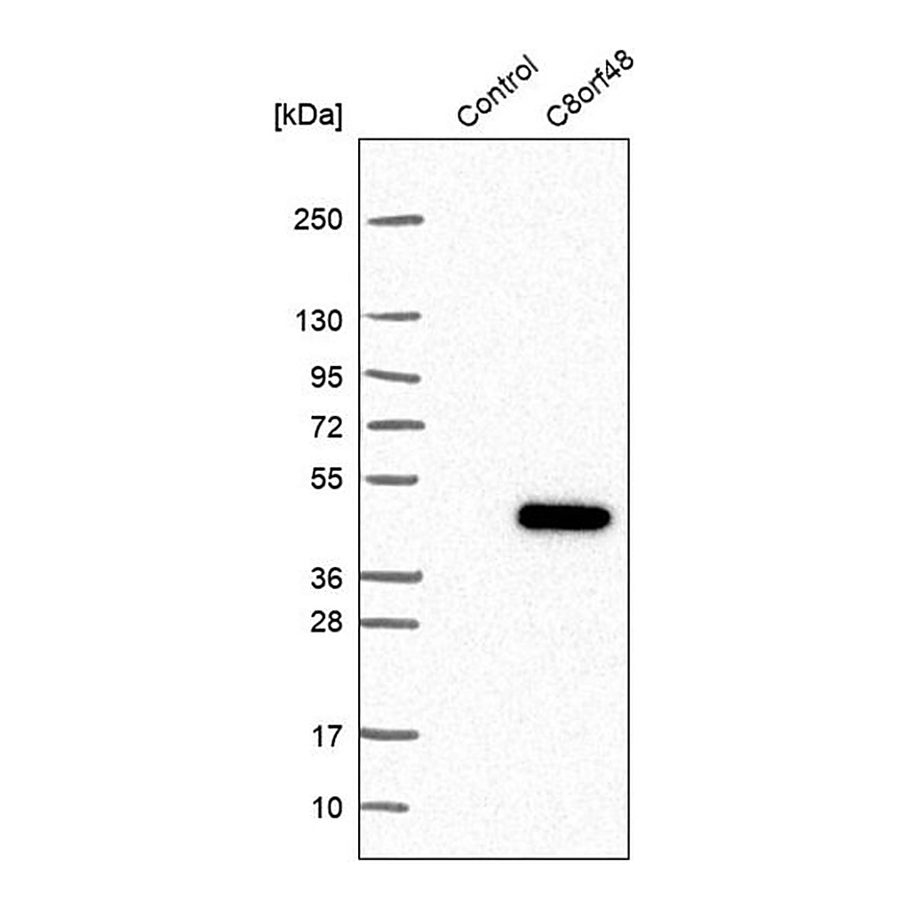Merck Anti-C8orf48 antibody produced in rabbit