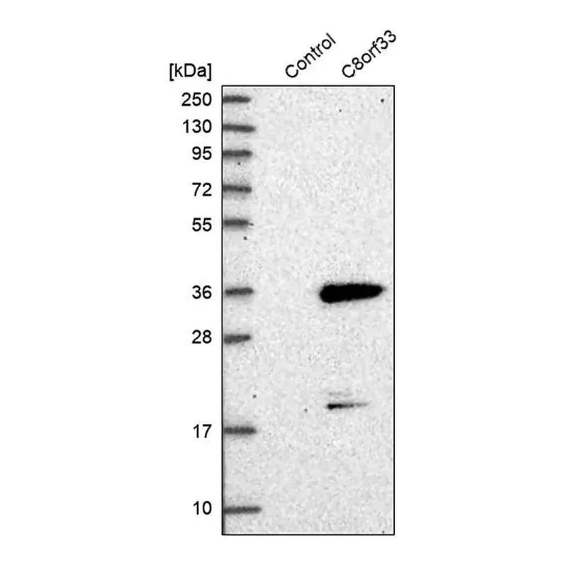 Merck Anti-C8orf33 antibody produced in rabbit