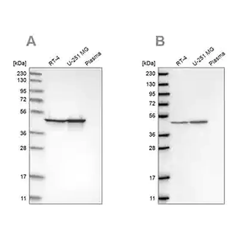 Merck Anti-FH antibody produced in rabbit