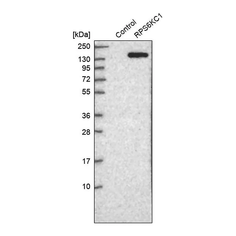 Merck Anti-RPS6KC1 antibody produced in rabbit