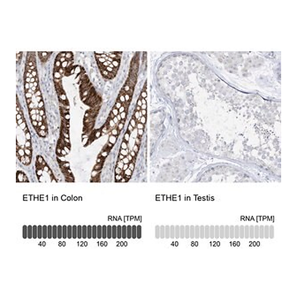 Merck Anti-ETHE1 antibody produced in rabbit
