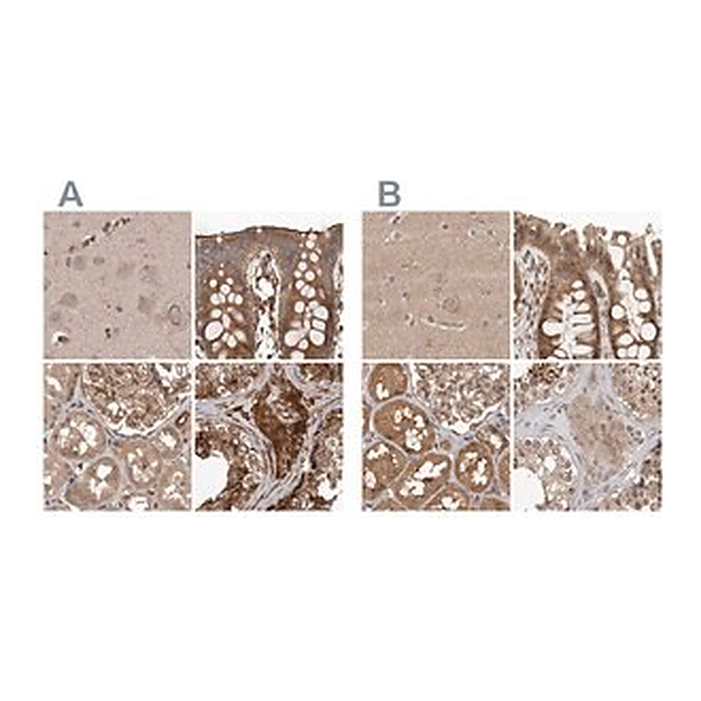 Merck Anti-CEP350 antibody produced in rabbit